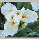 Iris hort. Queens Prize