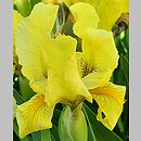 Iris hort. Lutea