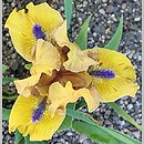Iris hort. Alladins Flame