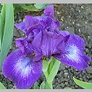 Iris hort. Midnight Mist