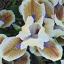 Iris hort. Derive