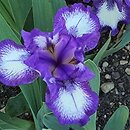Iris hort. Starbaby