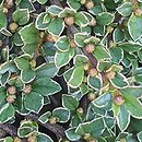 Cotoneaster atropurpureus (irga purpurowa)