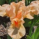 Iris hort. Tickled Peach