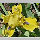 Iris hort. Locarno