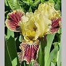 Iris hort. Sass with Class