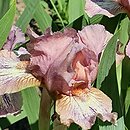 Iris hort. Voyage
