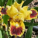 Iris hort. Jazzamatazz