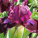 Iris hort. Two Rubies