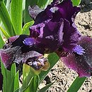 Iris hort. Dark Vader