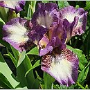 Iris hort. Transcribe