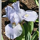 Iris hort. Silver Finery