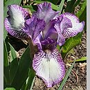 Iris hort. Pixie Delight