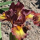 Iris hort. Firestorm