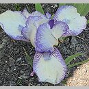 Iris hort. Stitch Witch