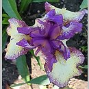 Iris hort. Pal Sam