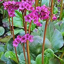 Bergenia Eroica