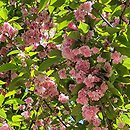 Prunus Shiro-fugen