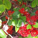 Chaenomeles ×superba Nicoline