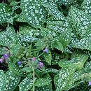 Pulmonaria Trevi Fountain