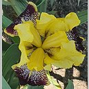 Iris hort. Kupferhammer