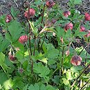 Geum rivale Leonard