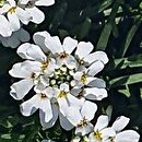 Iberis sempervirens Weisser Zwerg
