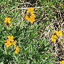Erysimum Wenlock Beauty