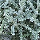Santolina chamaecyparissus Pretty Carol