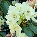Rhododendron hort. Ehrengold