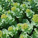 Rhodiola rosea ssp. arctica (różeniec górski arktyczny)