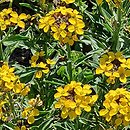 Erysimum pulchellum (pszonak nadobny)