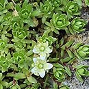 Saxifraga omolojensis (skalnica Ledeboura)