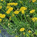 Potentilla hyparctica (pięciornik arktyczny)