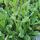 Saxifraga ×macnabiana
