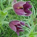 Pulsatilla rubra (sasanka czerwona)