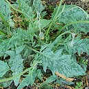 Hieracium murorum Maculatum