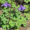 Aquilegia saximontana