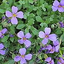Aubrieta libanotica (żagwin libański)