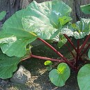Rheum australe (rabarbar południowy)