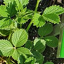 Potentilla montenegrina (pięciornik czarnogórski)