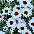 Rhodanthemum (rodantemum)