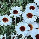 Rhodanthemum Casablanca