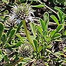 Globularia incanescens (kulnik włoski)