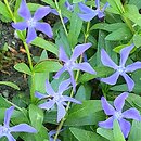 Vinca herbacea (barwinek zielny)