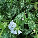 Pulmonaria Opal