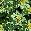 Rhodiola ishidae (różeniec japoński)
