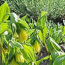 Disporum uniflorum (parnik jednokwiatowy)