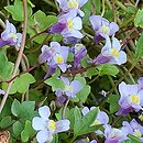 Cymbalaria muralis Triloba