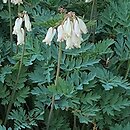 Dicentra eximia Alba
